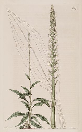 Goodyera procera